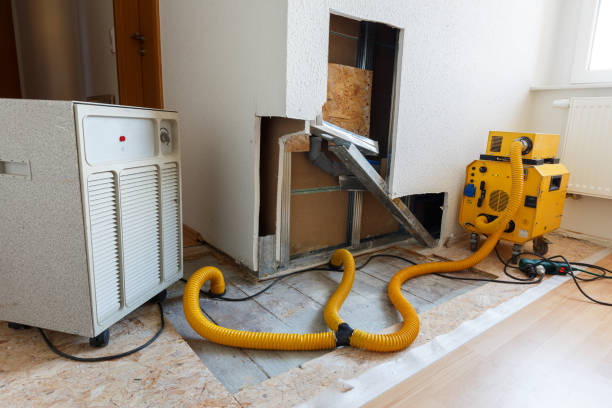 Best Basement Mold Removal  in Vergennes, VT